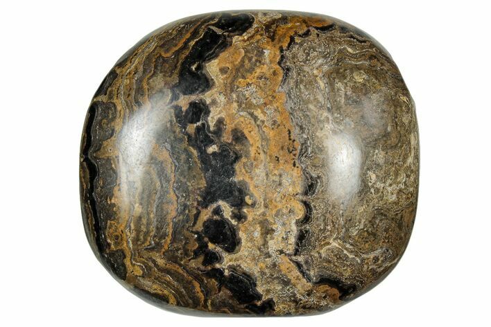 Polished Stromatolite (Greysonia) Pebble - Bolivia #302490